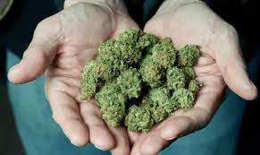 Top Rated Weed Dispensary Chains in Canada Today