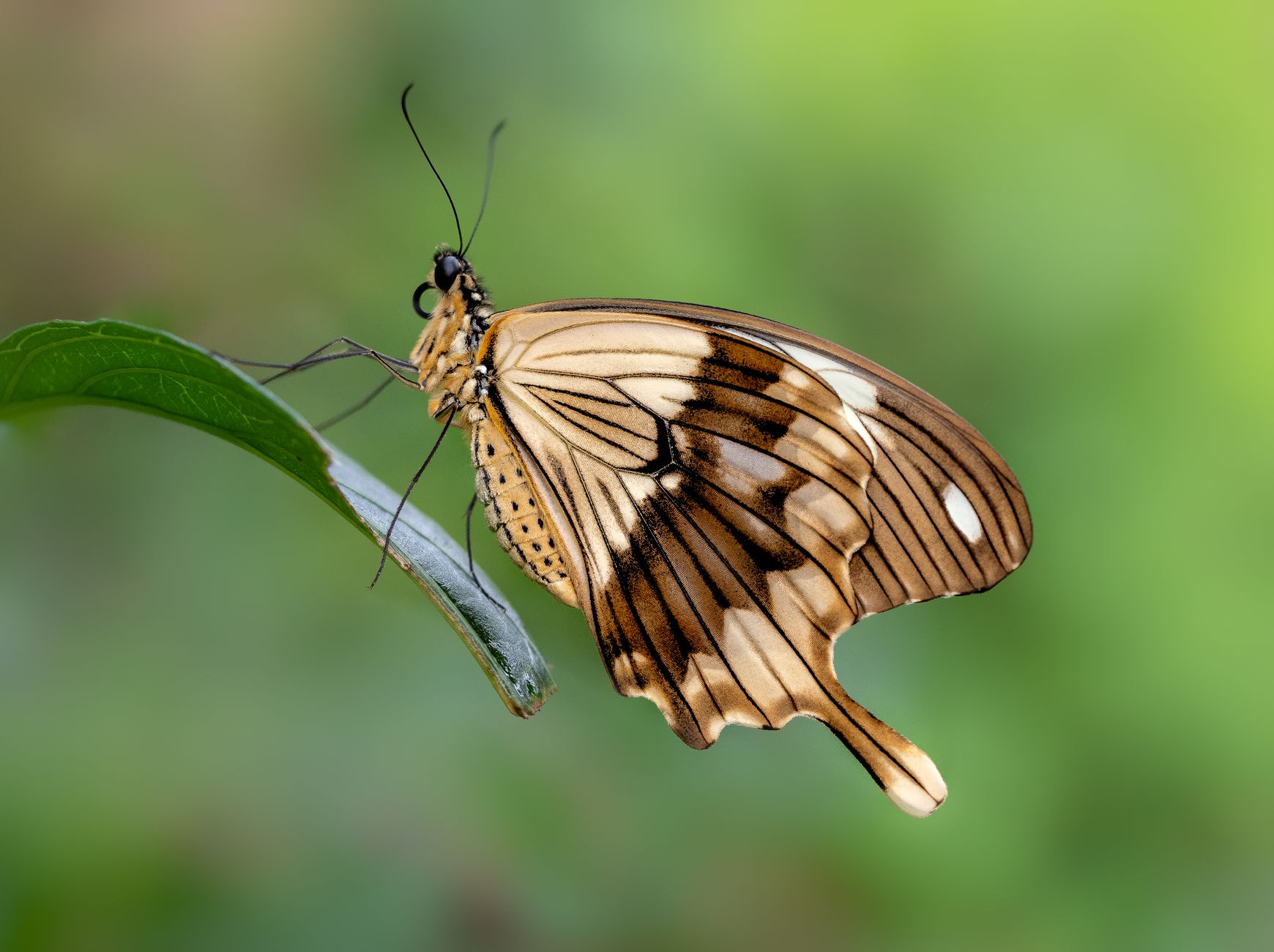 Manus Parent Butterfly Effect: Smart Funding Success