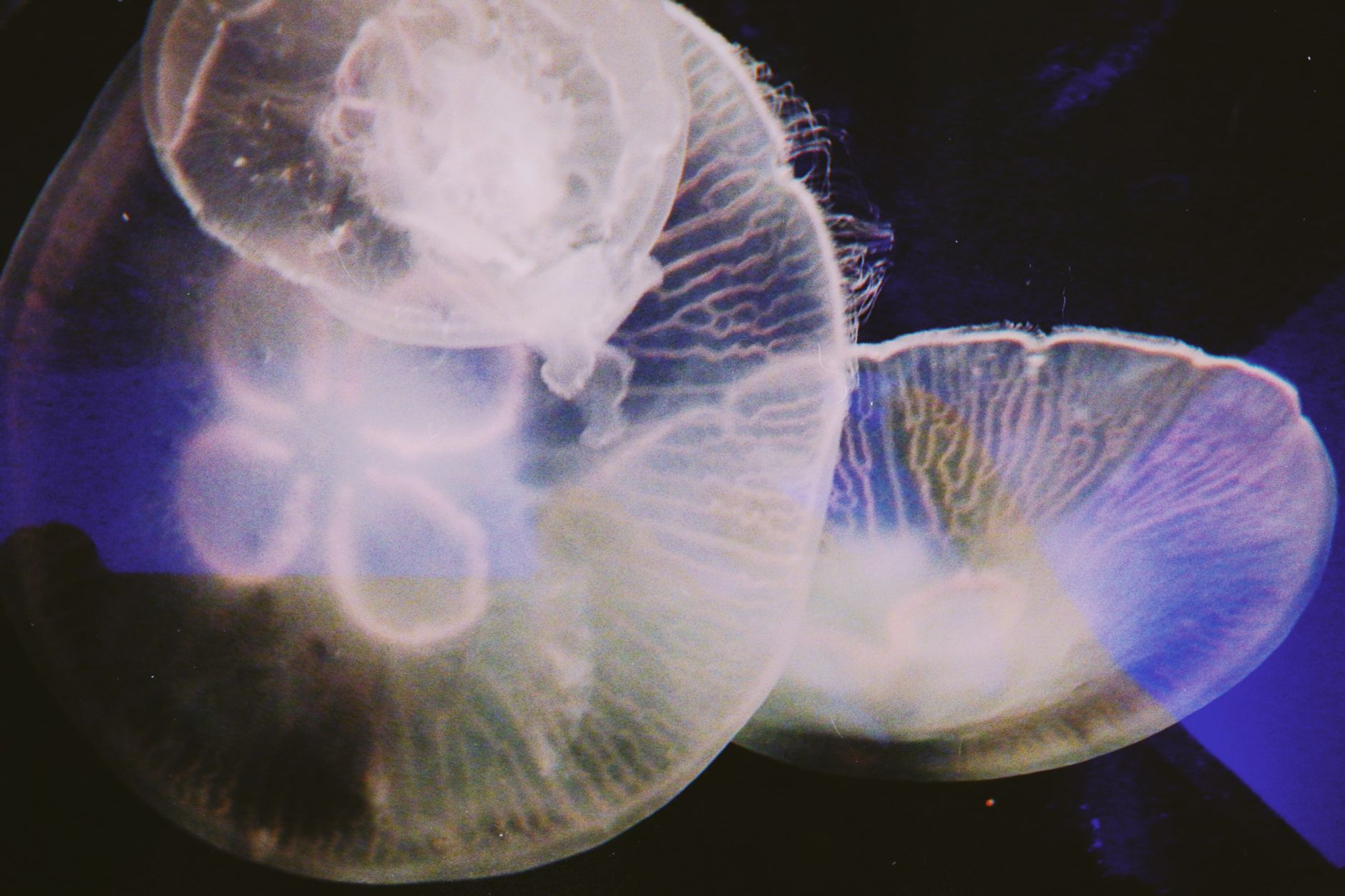 Space Jellyfish Effect: The Real Science Behind It
